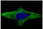 Single cell confined to a spindle shaped microwell (50x20 microns in dimension)